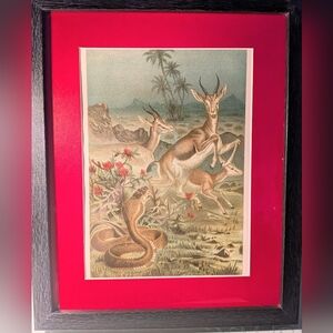 Vintage Framed Cobra  Art Print with Red Mat  8 X 10 Recycled 1898 Book Print